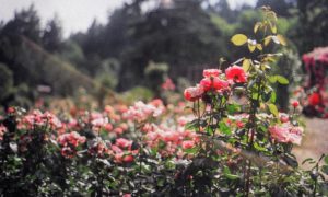 botanical gardens in Los Angeles | VIDA | Our Favorite Botanical Gardens in Los Angeles - flowers